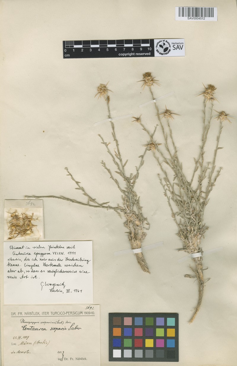 Centaurea epapposa