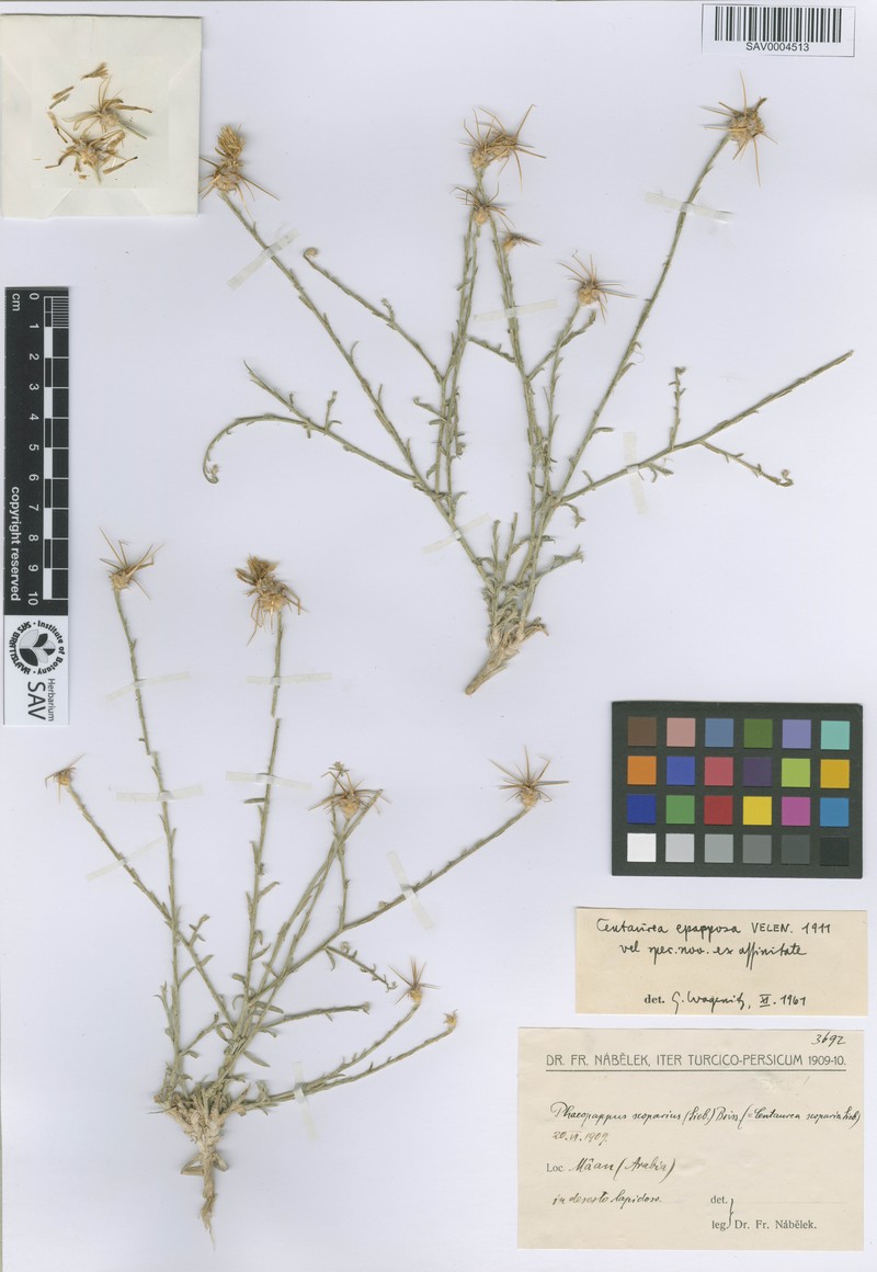 Centaurea epapposa photo 2