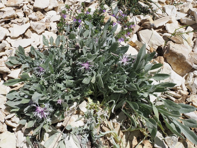 Centaurea epirota