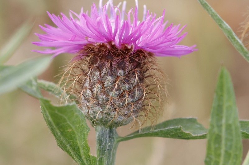 Centaurea erdneri