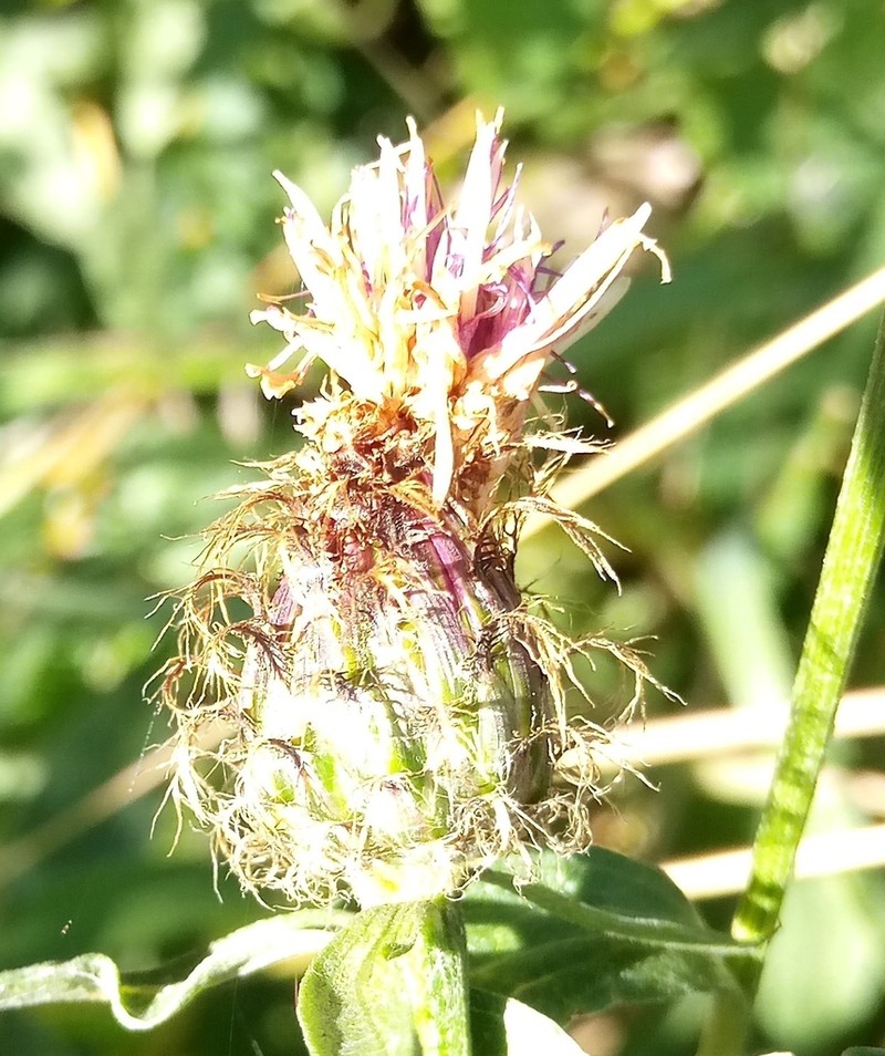 Centaurea erdneri photo 2