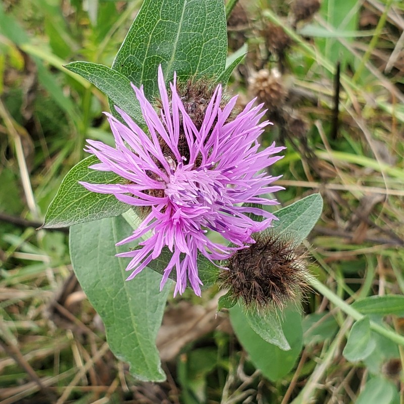 Centaurea erdneri photo 3