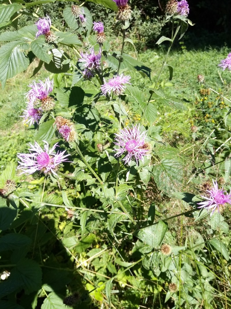 Centaurea erdneri photo 4