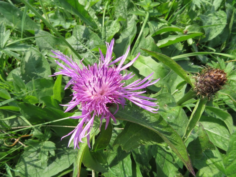 Centaurea erdneri photo 5