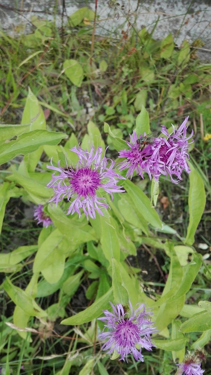 Centaurea erdneri photo 6