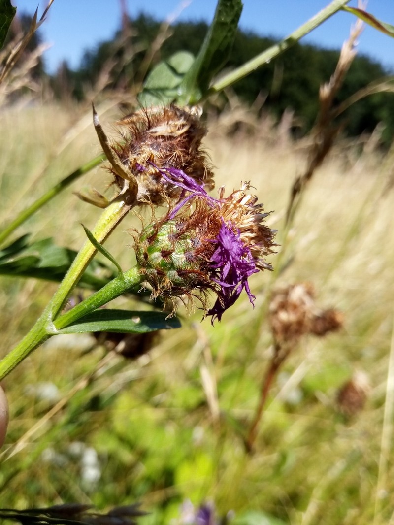 Centaurea erdneri photo 7