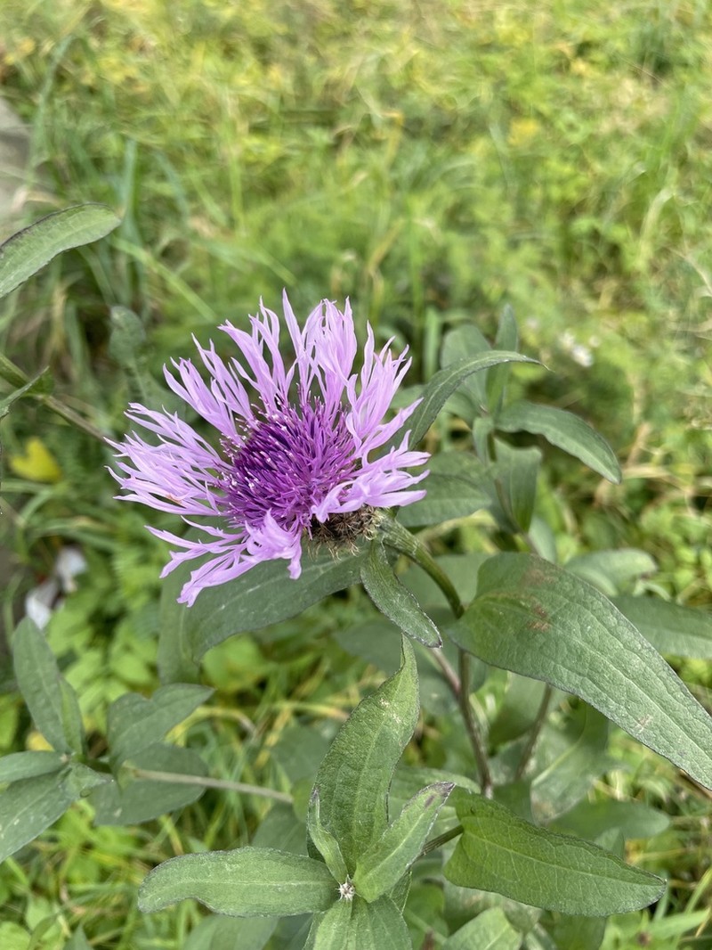 Centaurea erdneri photo 8