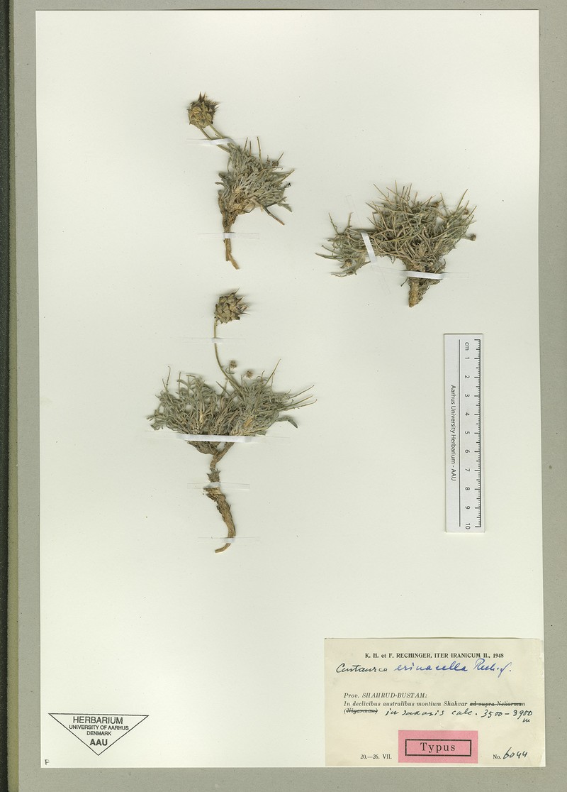Centaurea erinacella
