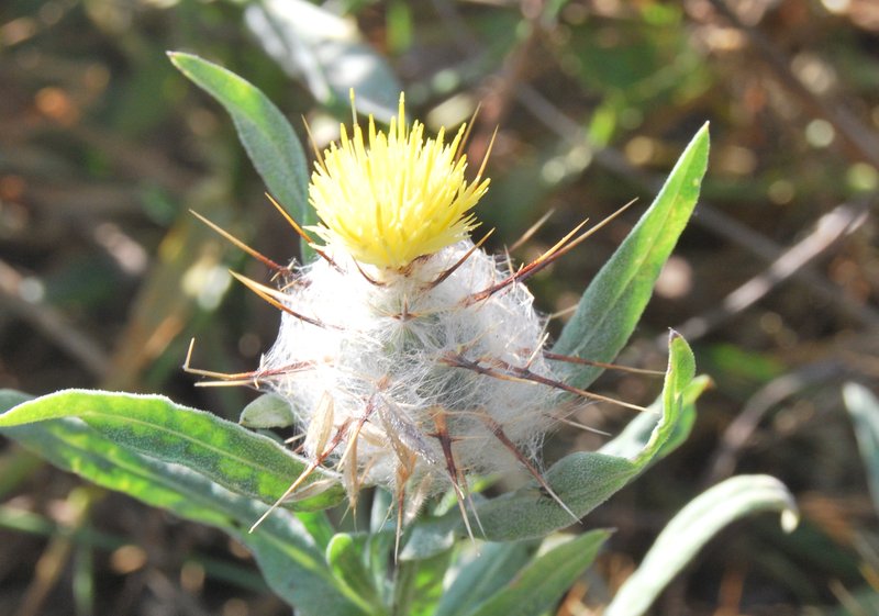 Wild Sandheath