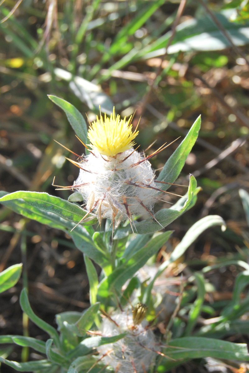 Wild Sandheath photo 3