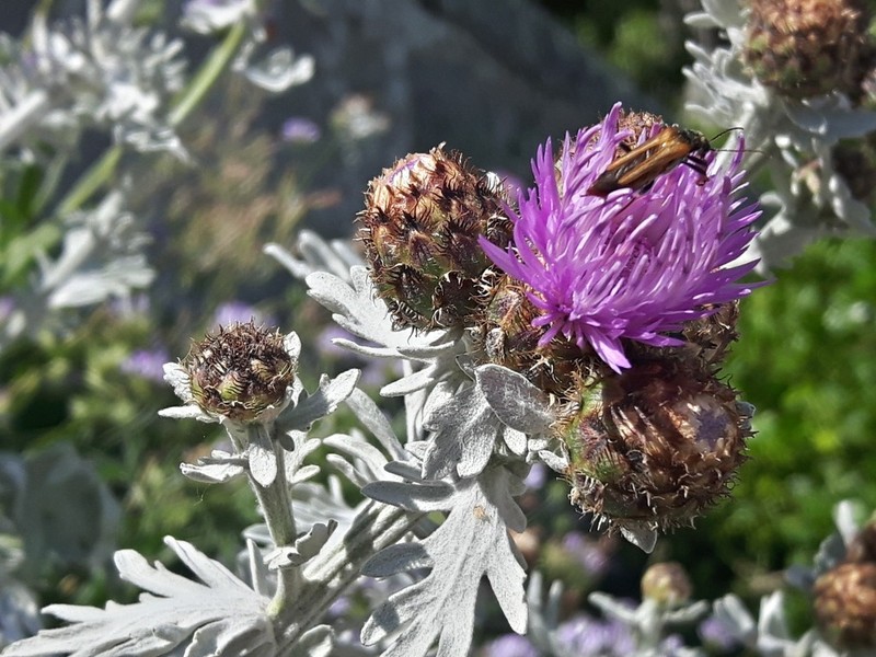 Centaurea erycina