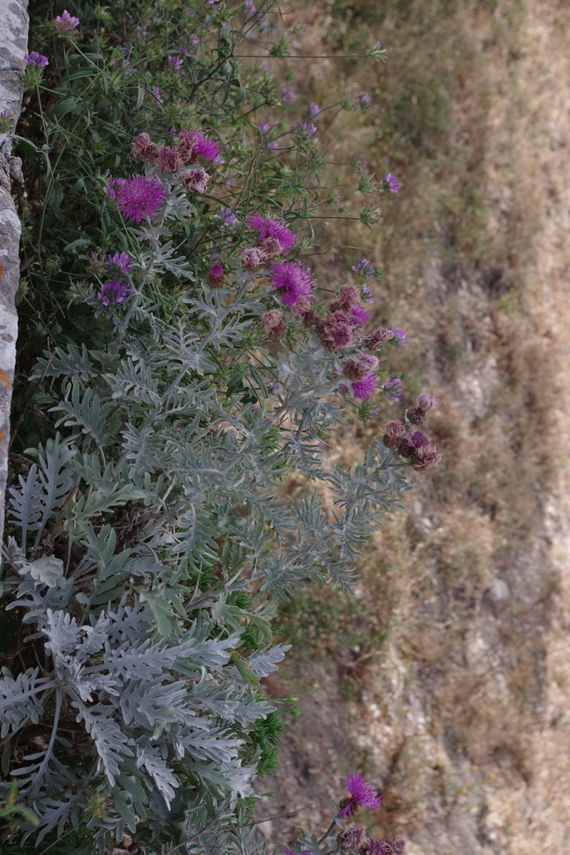 Centaurea erycina photo 2