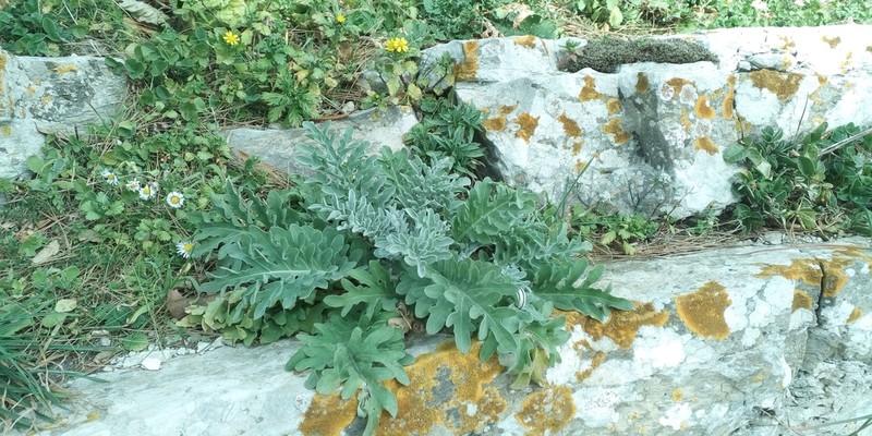 Centaurea erycina photo 5