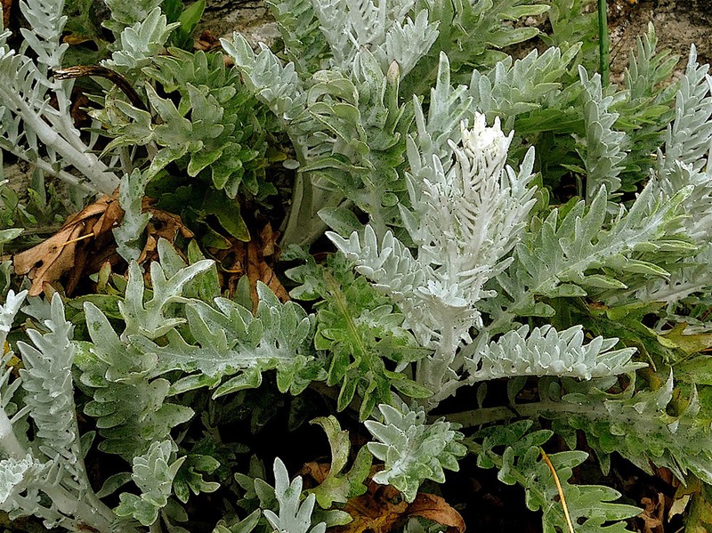 Centaurea erycina photo 8
