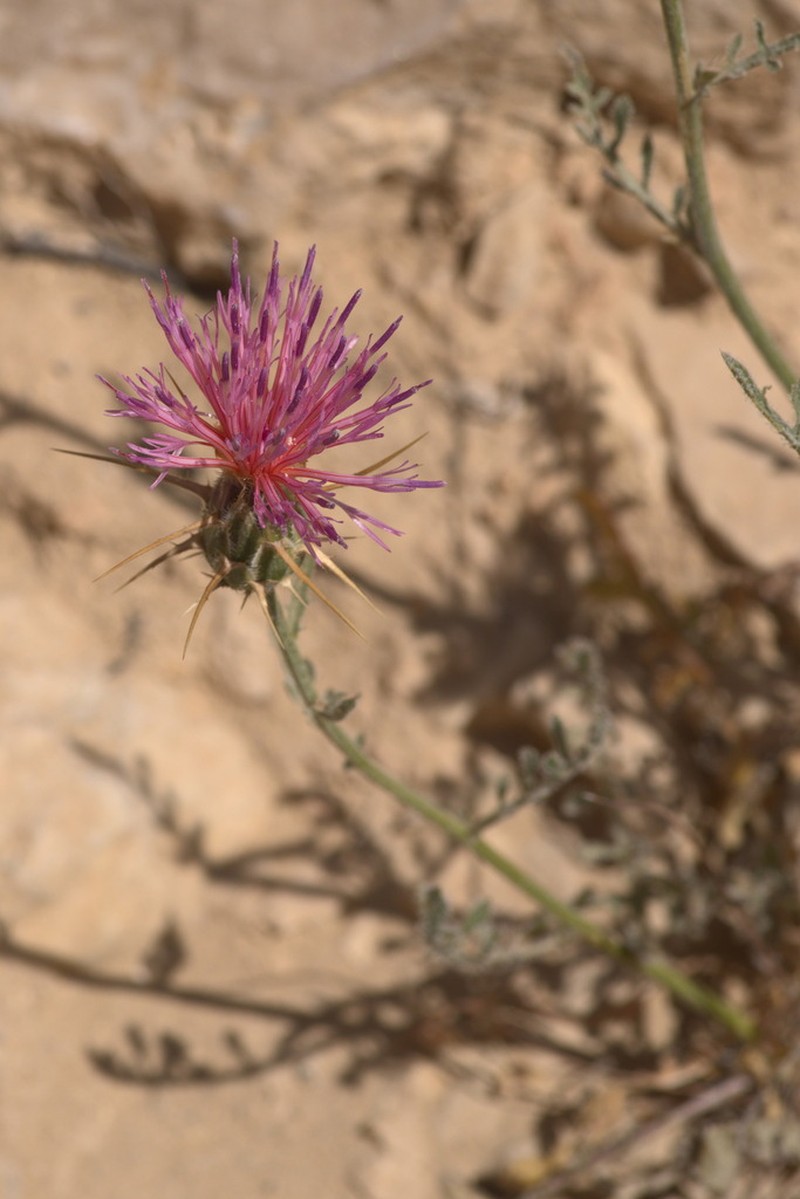 Centaurea eryngioides photo 2