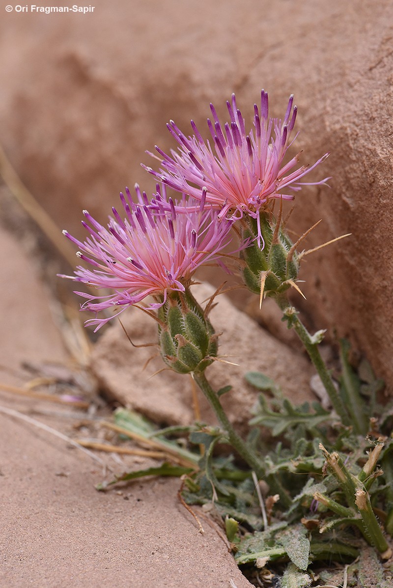 Centaurea eryngioides photo 3