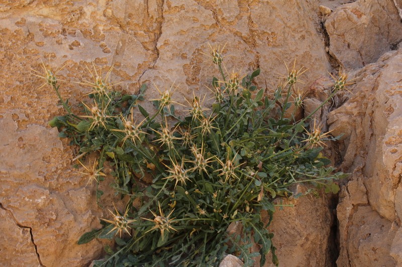 Centaurea eryngioides photo 4
