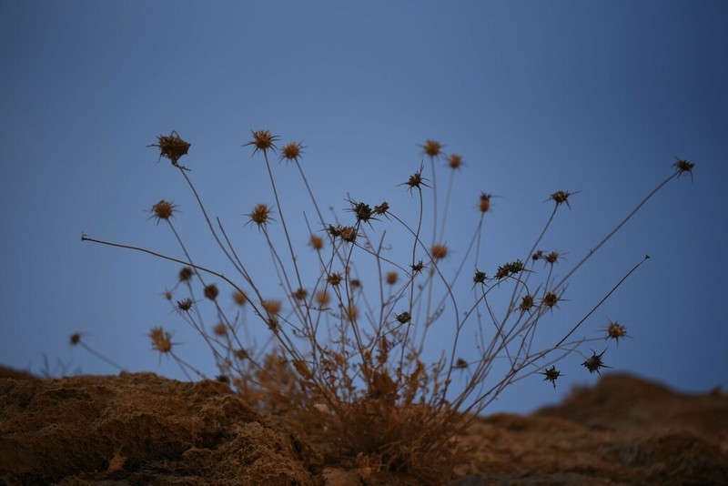 Centaurea eryngioides photo 5