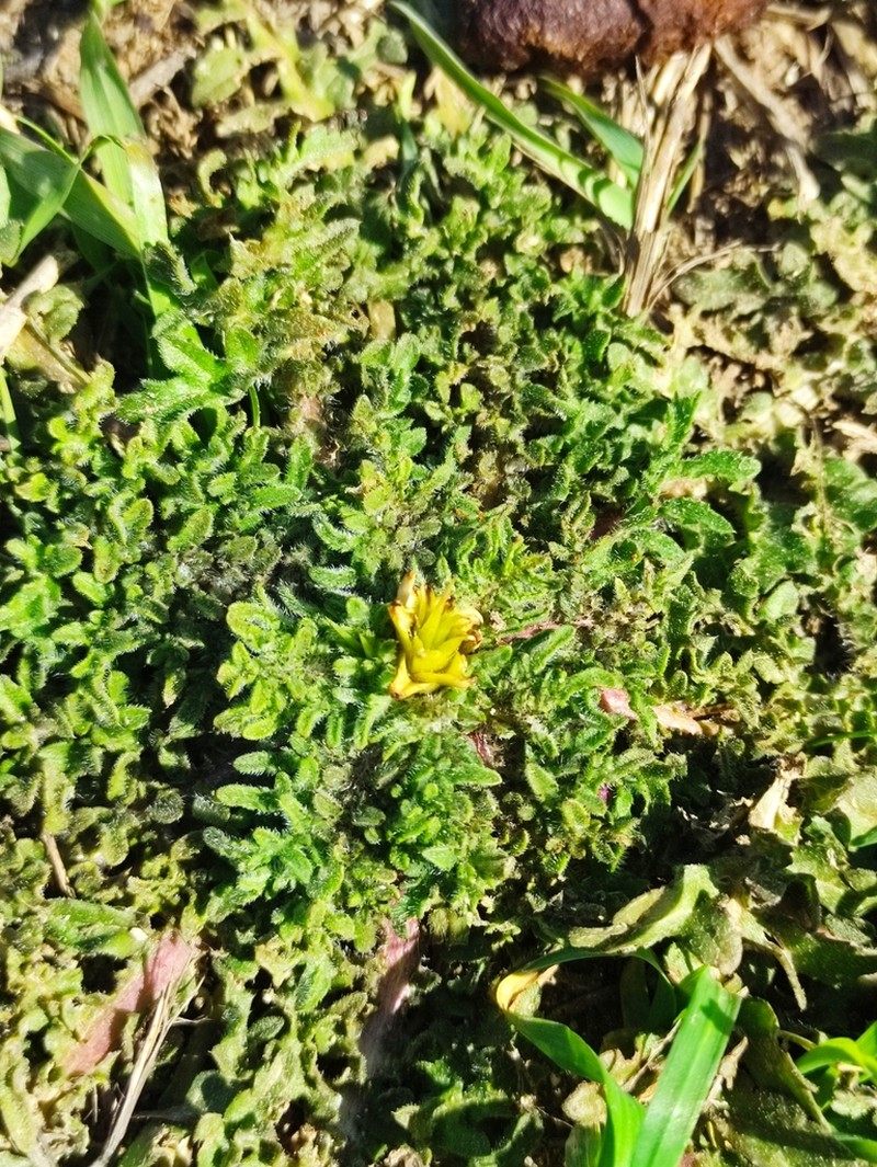 Centaurea eryngioides photo 6