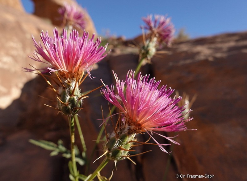 Centaurea eryngioides photo 8