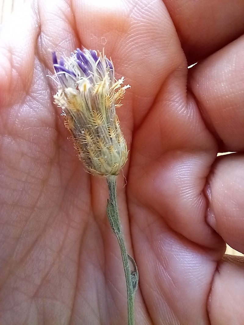 Centaurea exarata