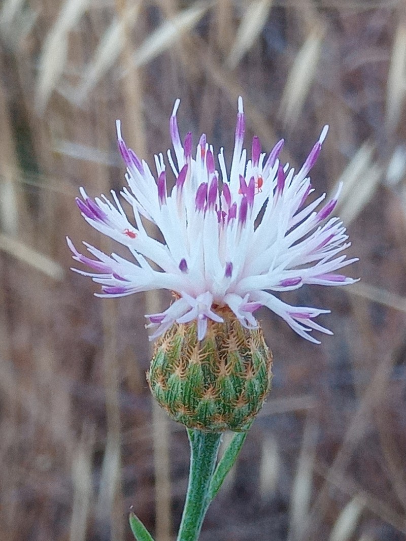 Centaurea exarata photo 2