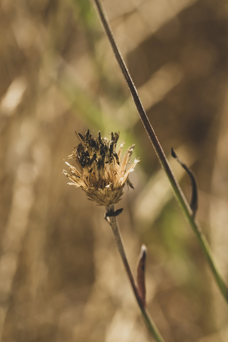 Centaurea exarata photo 3
