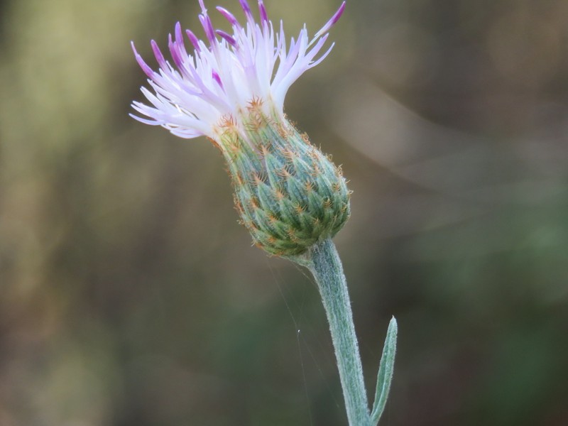 Centaurea exarata photo 5