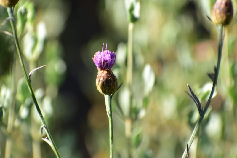 Centaurea exarata photo 6