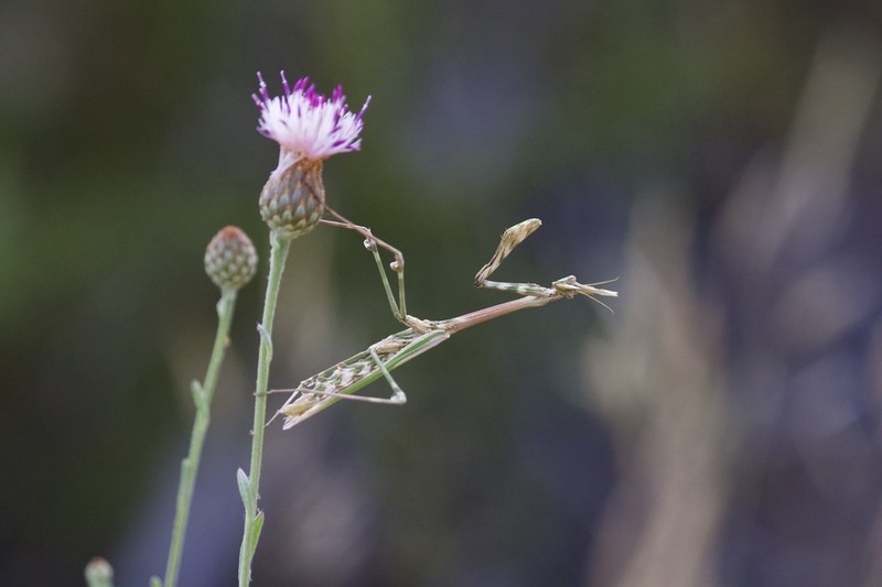 Centaurea exarata photo 7