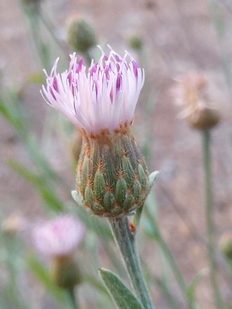 Centaurea exarata photo 8
