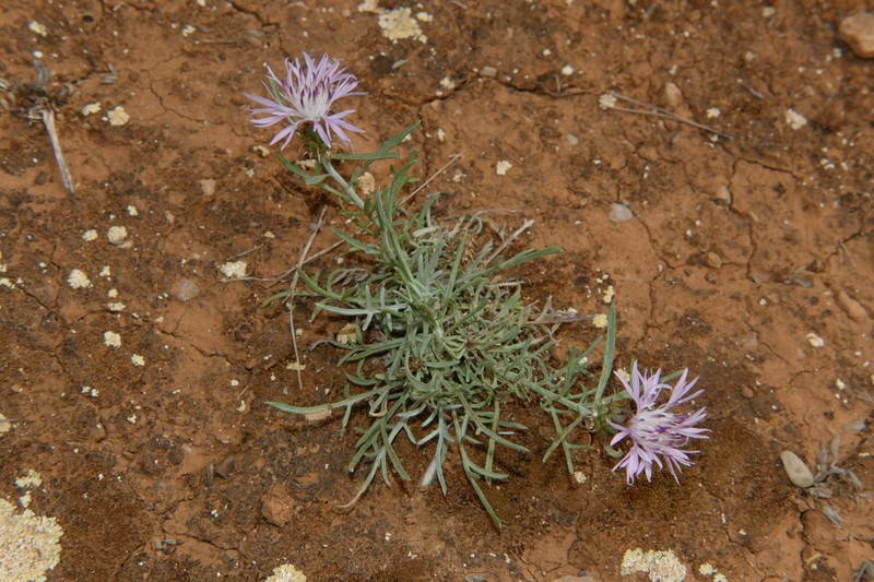 Centaurea fabregatii