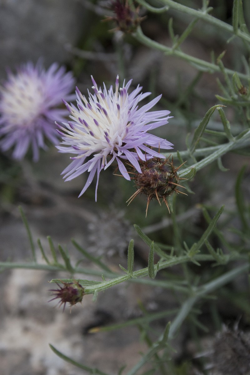Centaurea fabregatii photo 2