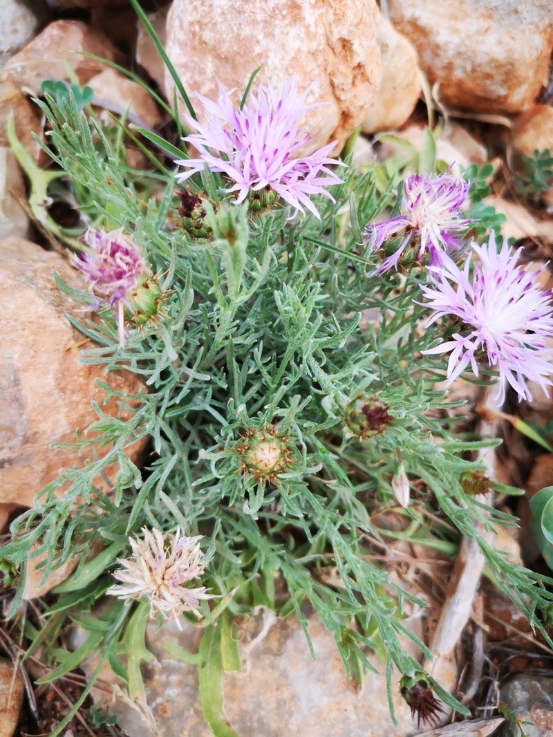 Centaurea fabregatii photo 3