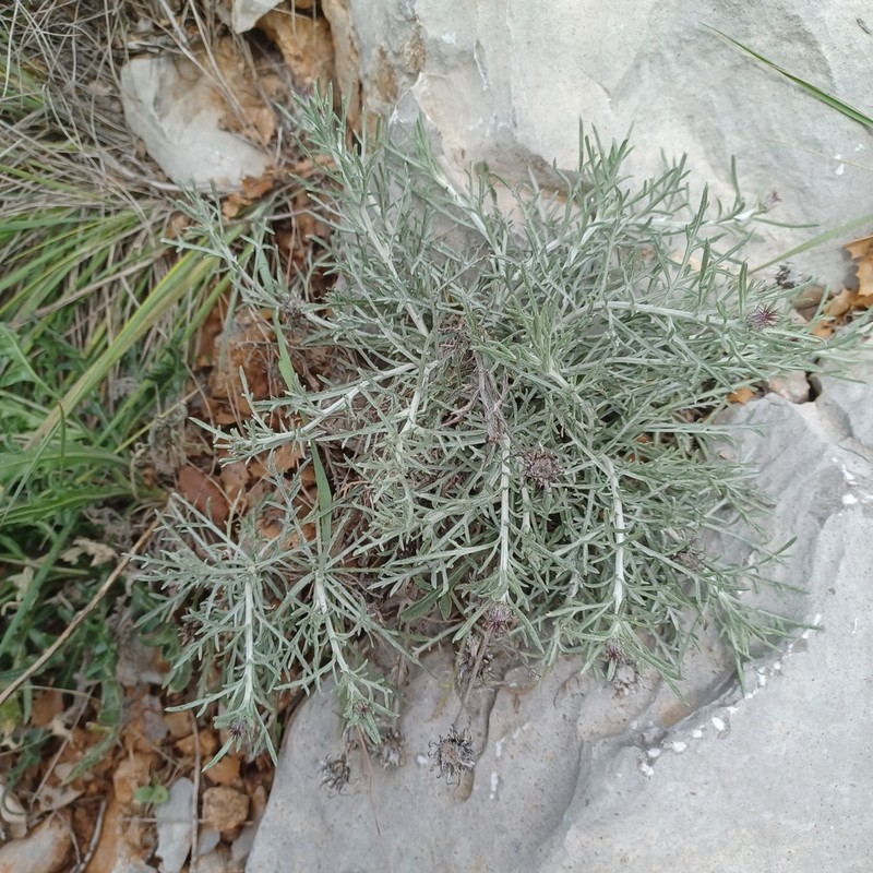 Centaurea fabregatii photo 4