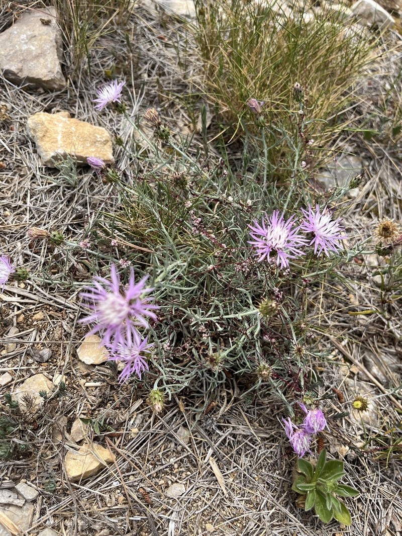 Centaurea fabregatii photo 5