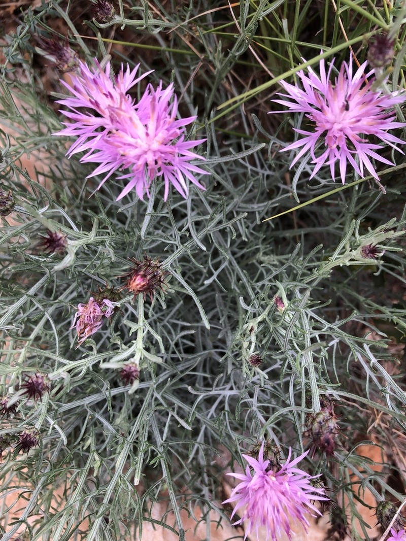 Centaurea fabregatii photo 6