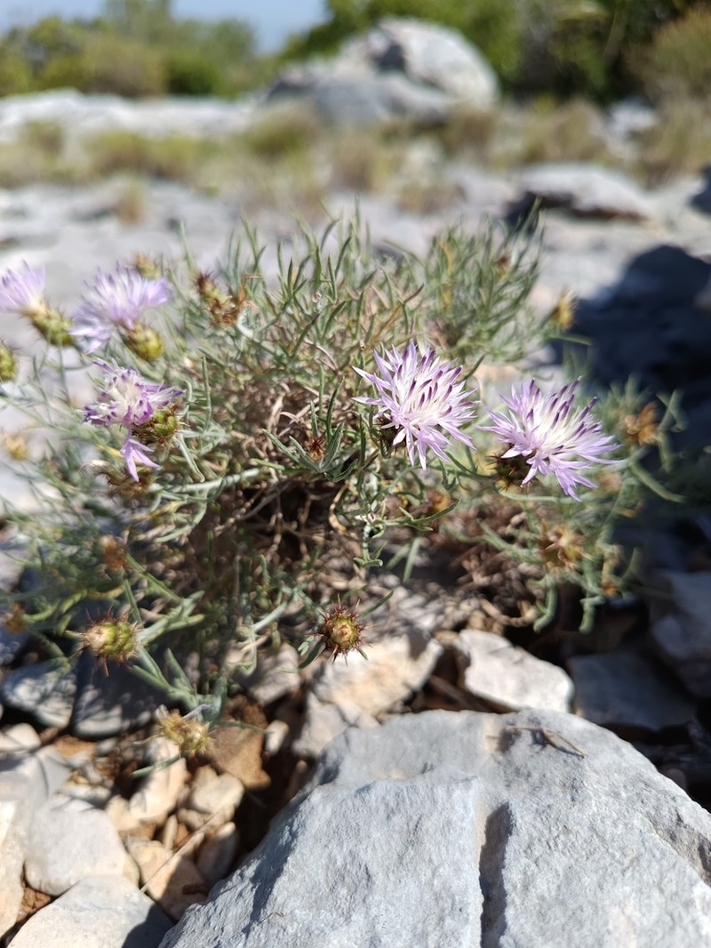Centaurea fabregatii photo 7