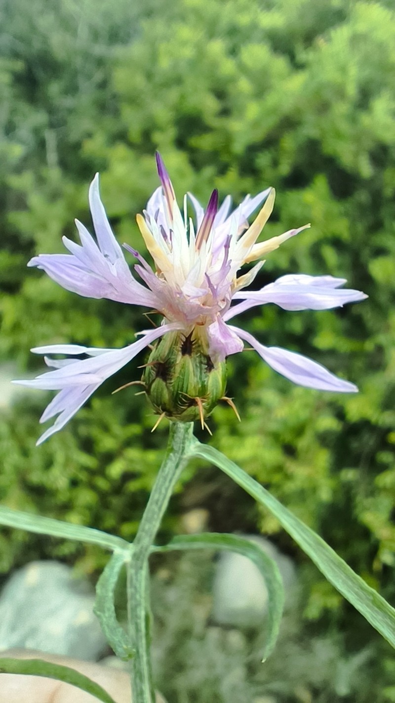 Centaurea fabregatii photo 8