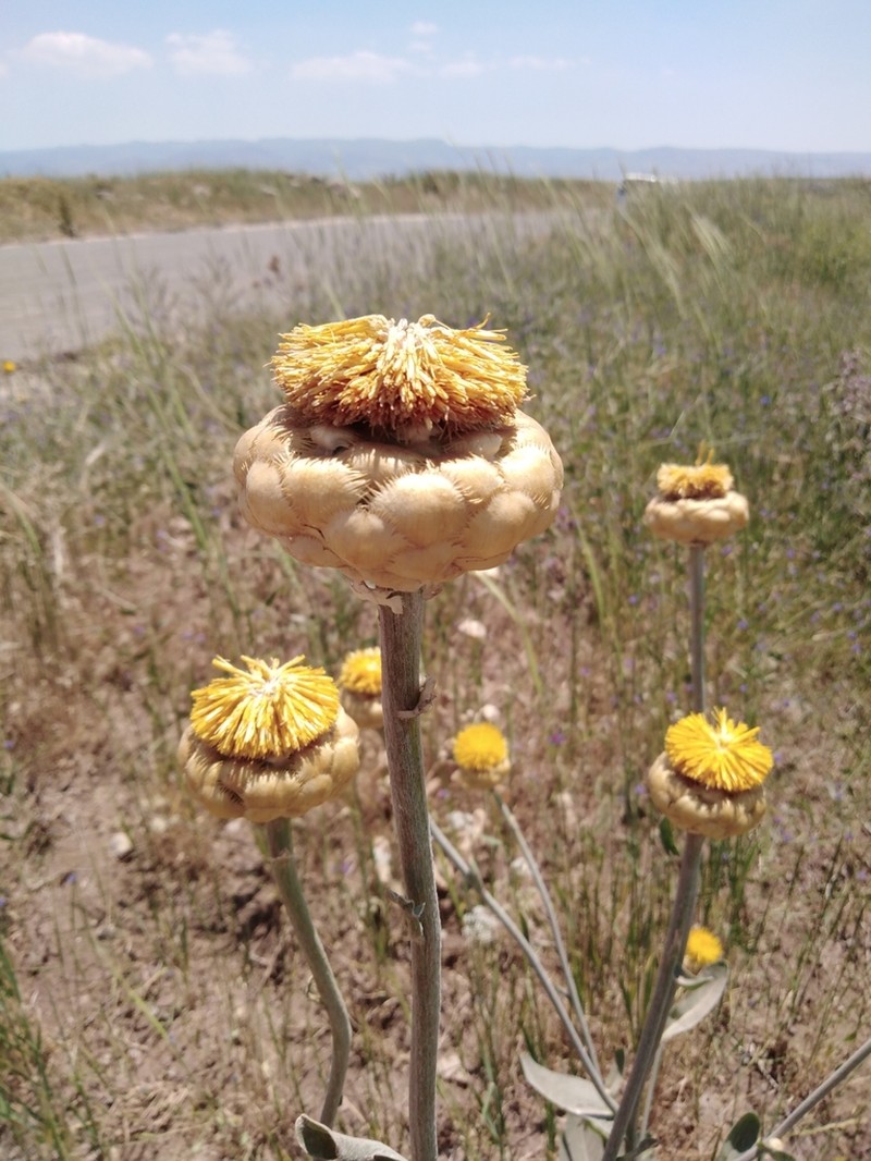 Centaurea fenzlii