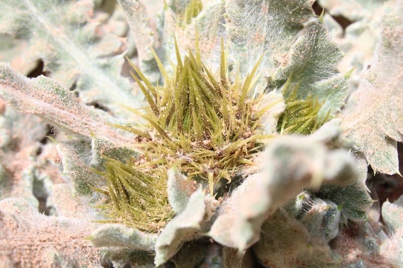 Centaurea ferox