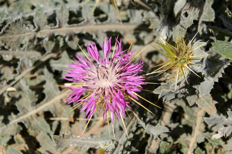 Centaurea ferox photo 2