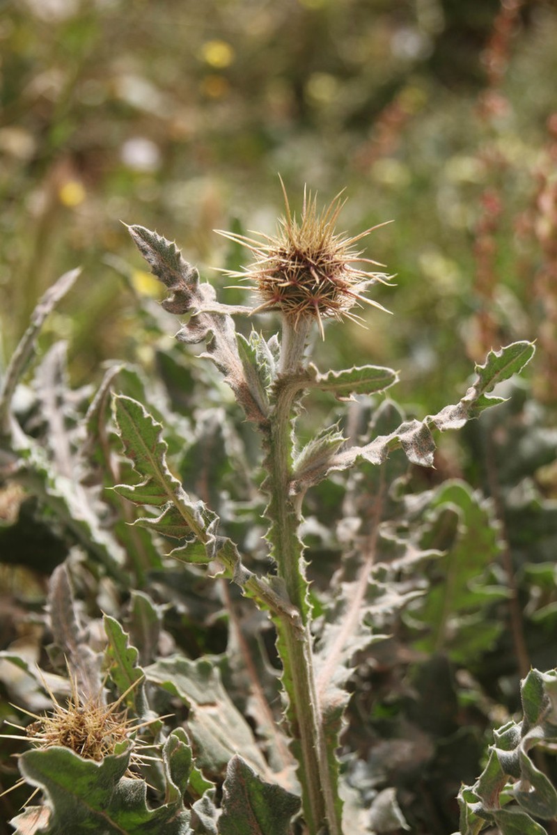 Centaurea ferox photo 3
