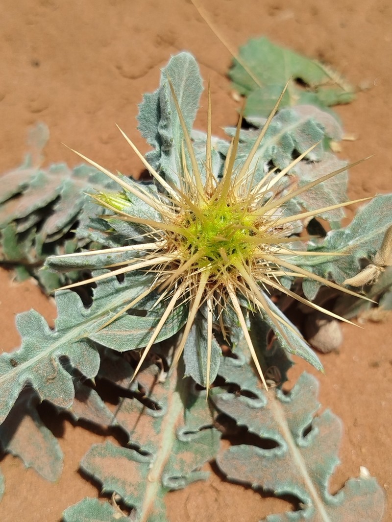 Centaurea ferox photo 4
