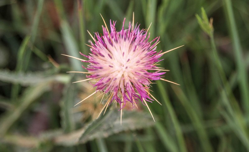 Centaurea ferox photo 5