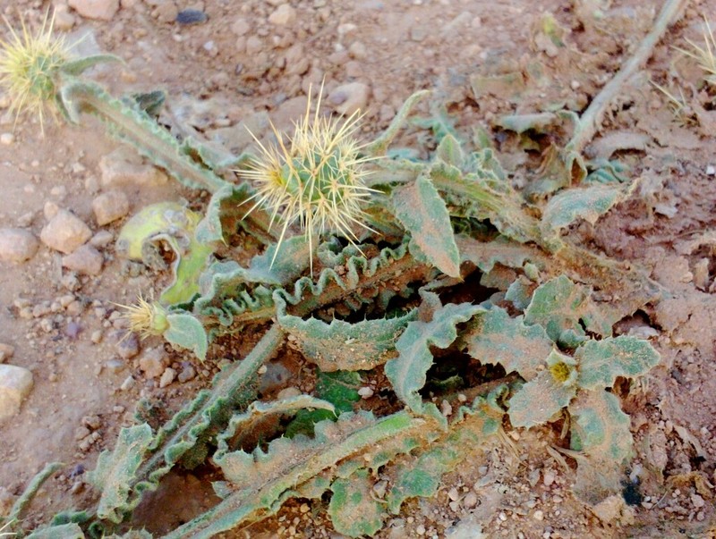 Centaurea ferox photo 6