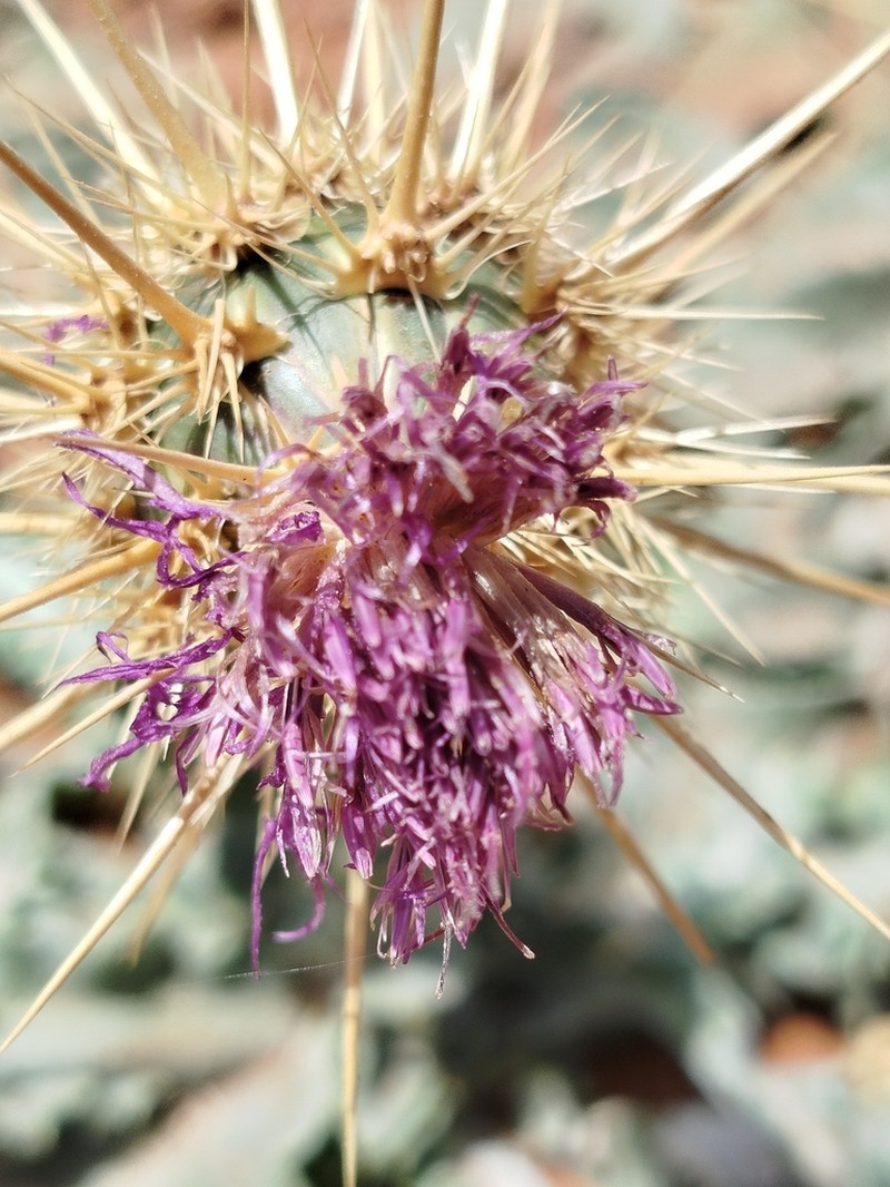 Centaurea ferox photo 8