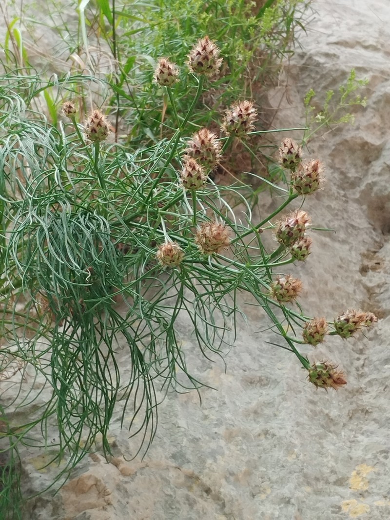 Centaurea filiformis