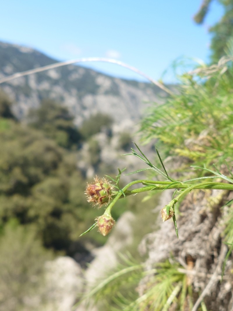 Centaurea filiformis photo 2