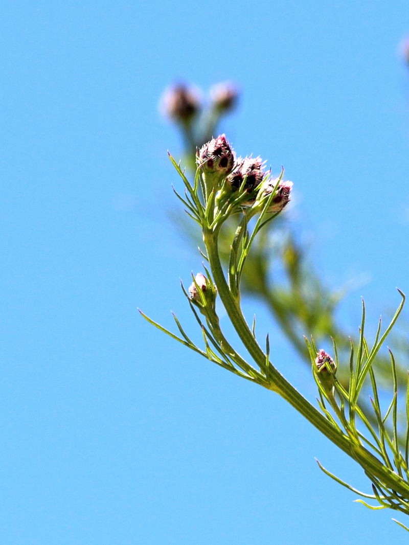 Centaurea filiformis photo 5